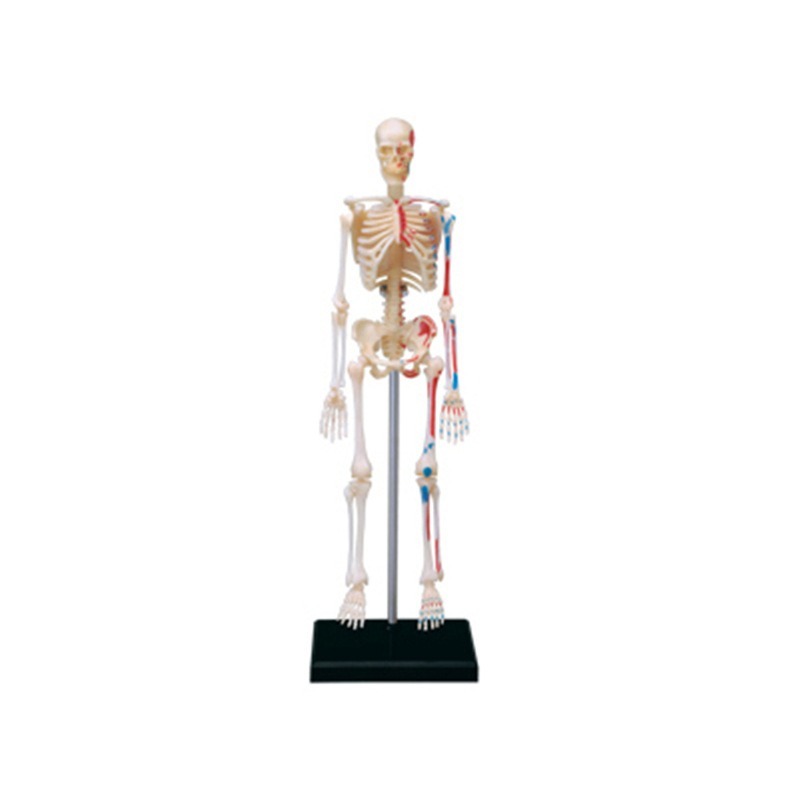 4d Human Full Skeleton Anatomy - Medical Lab Assistant recension och pris