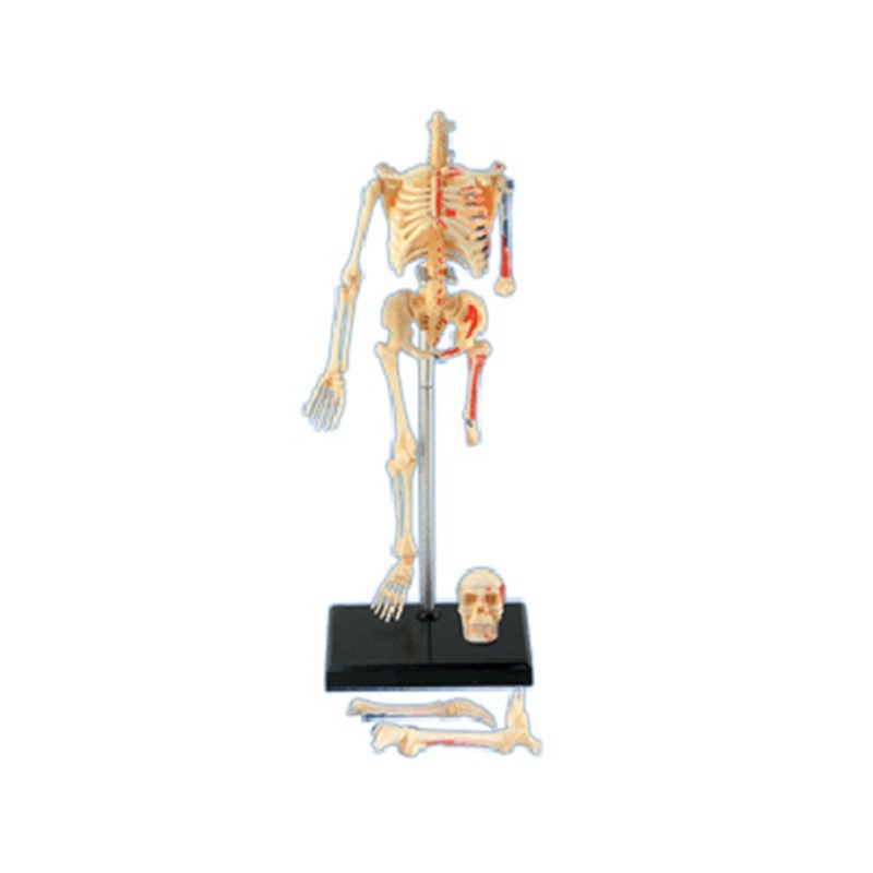 4d Human Full Skeleton Anatomy - Medical Lab Assistant recension och pris