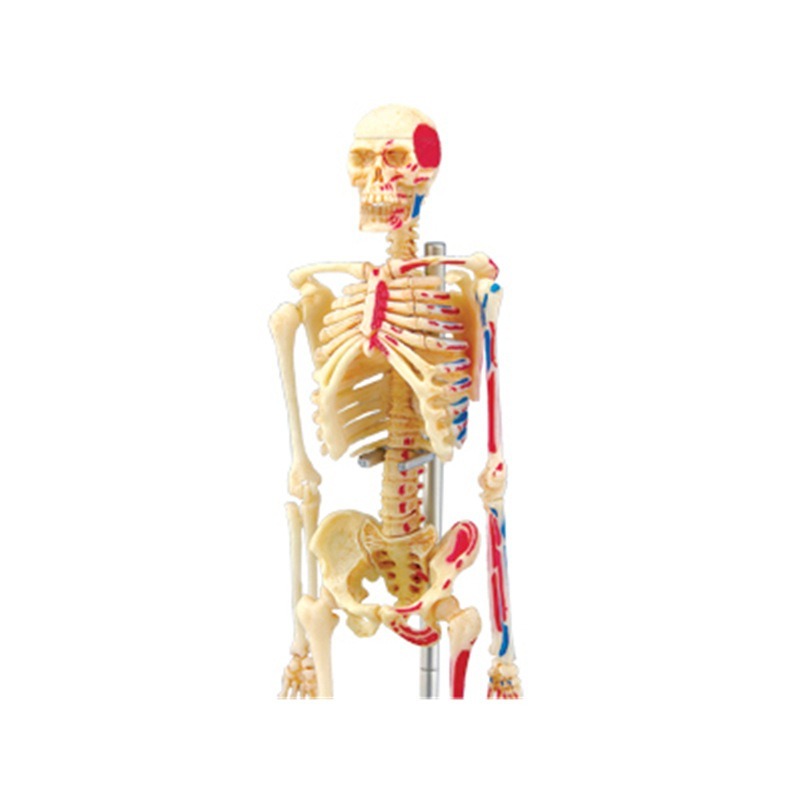 4d Human Full Skeleton Anatomy - Medical Lab Assistant recension och pris